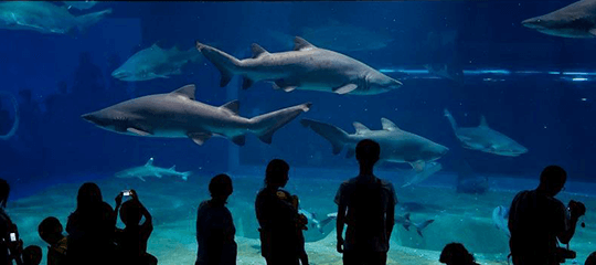 アクアワールド茨城県大洗水族館