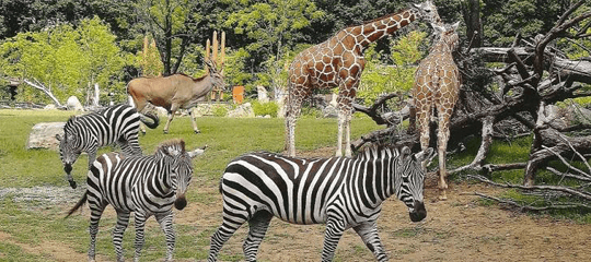 よこはま動物園 ズーラシア